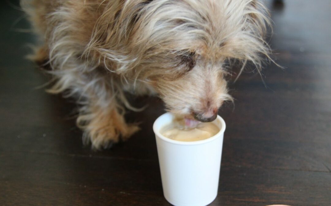Tiffa’s Doggo Ice Cream